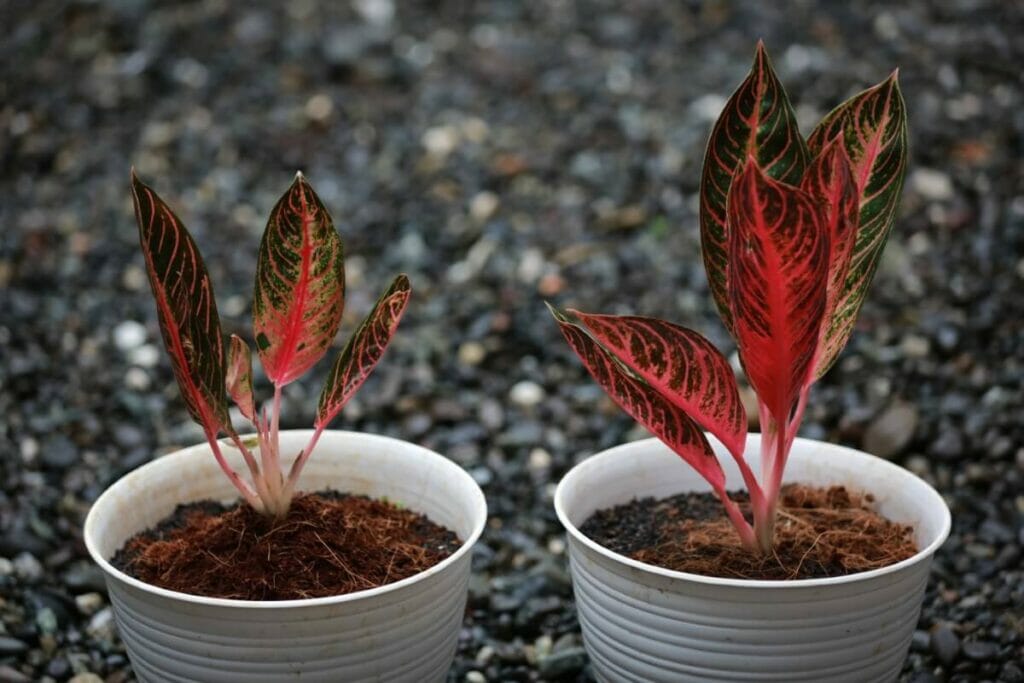 Aglaonema 'Red Sumatra'