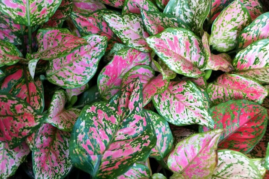 Aglaonema 'Red Valentine'