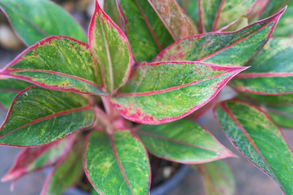 Aglaonema 'Siam Aurora' (Red Aglaonema)