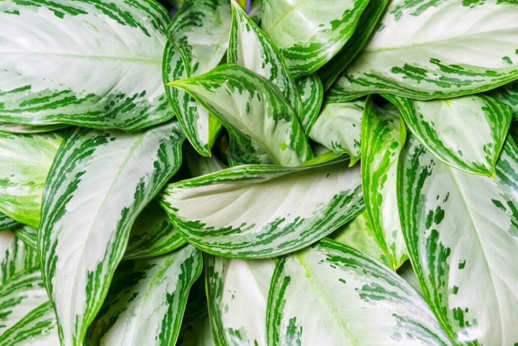 Aglaonema 'Silver Bay'