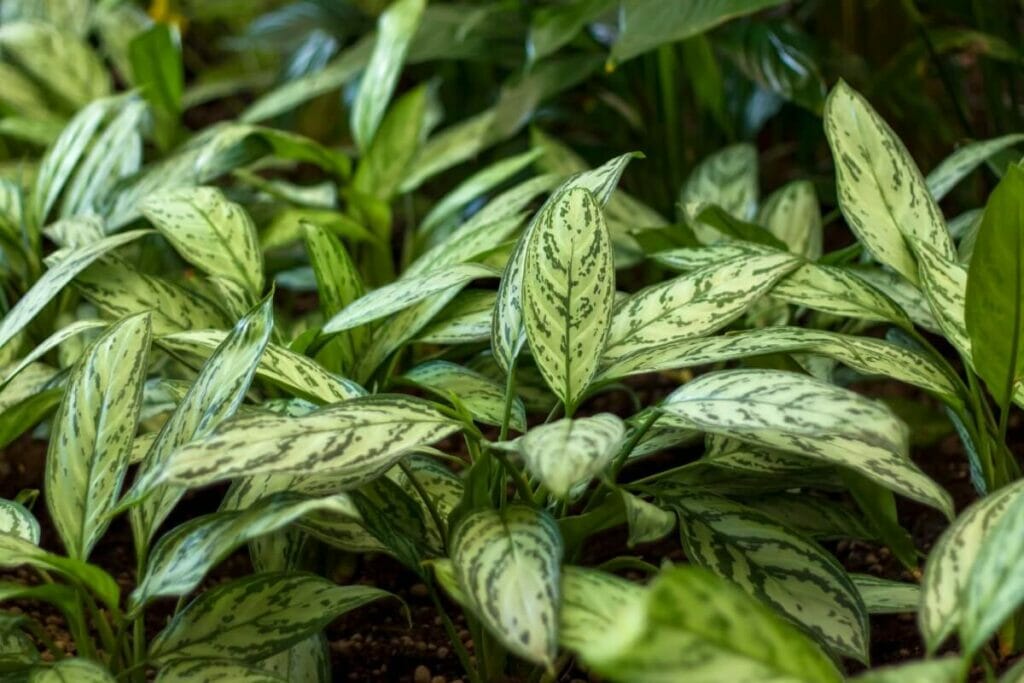 Aglaonema 'Silver King'