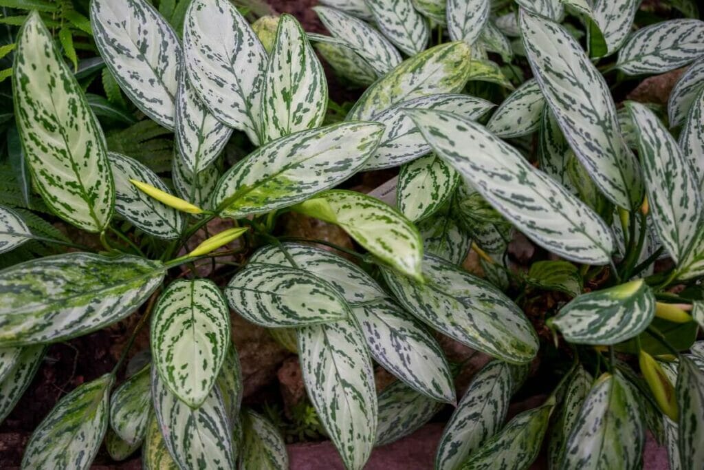 Aglaonema 'Silver Queen'