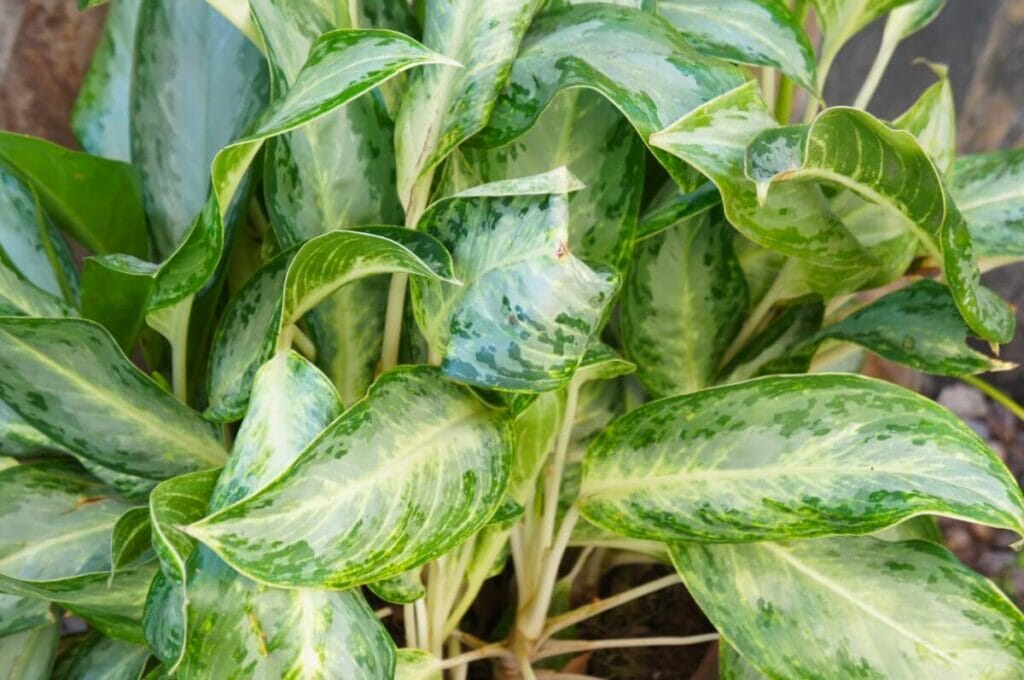 Aglaonema 'Silver Stone'