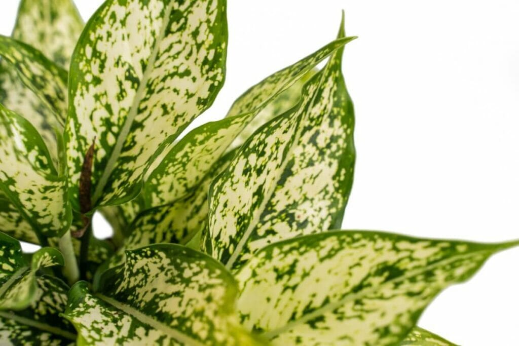 Aglaonema 'Snow White'