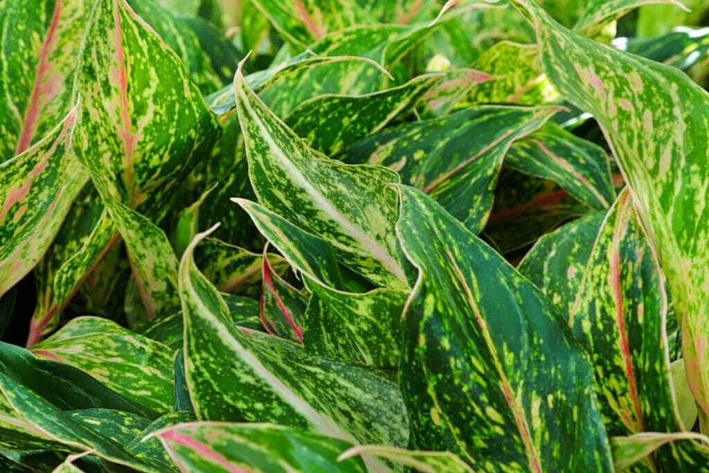 Aglaonema 'Sparkling Sarah'