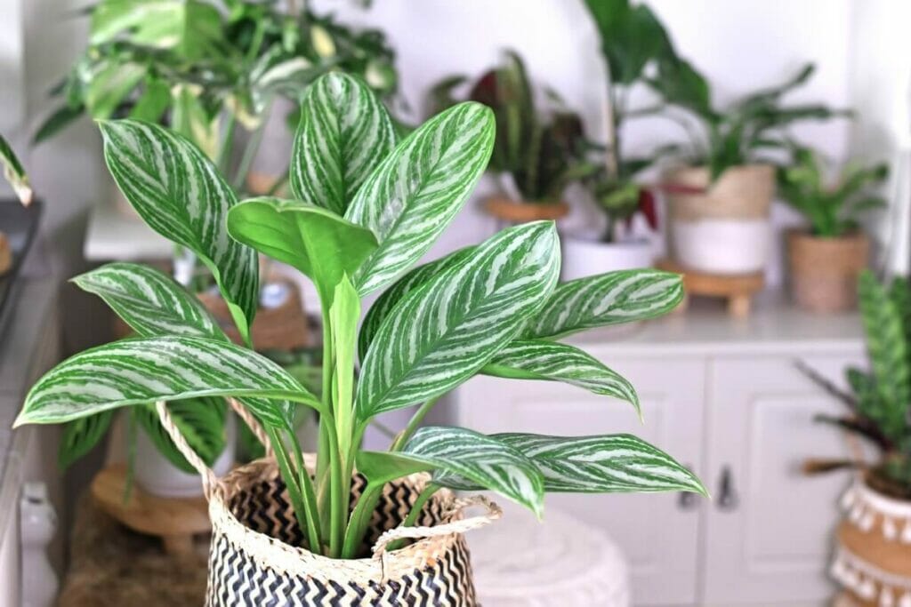 Aglaonema 'Stripes'