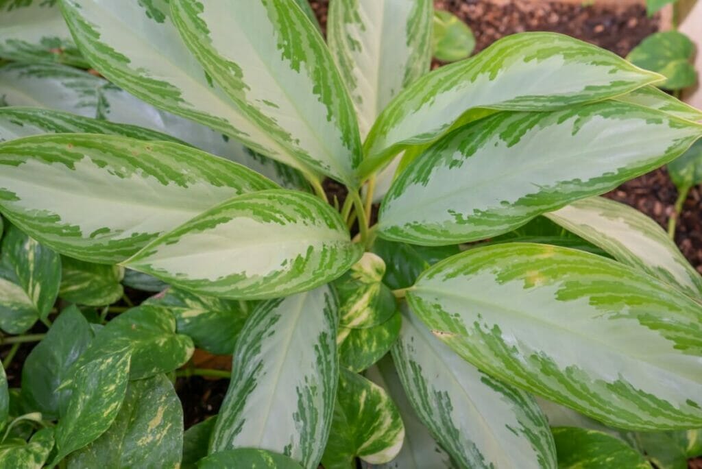 Aglaonema commutatum (Philippine Evergreen)