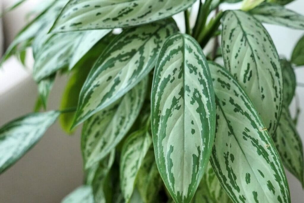 Aglaonema nitidum (Burmese Evergreen)