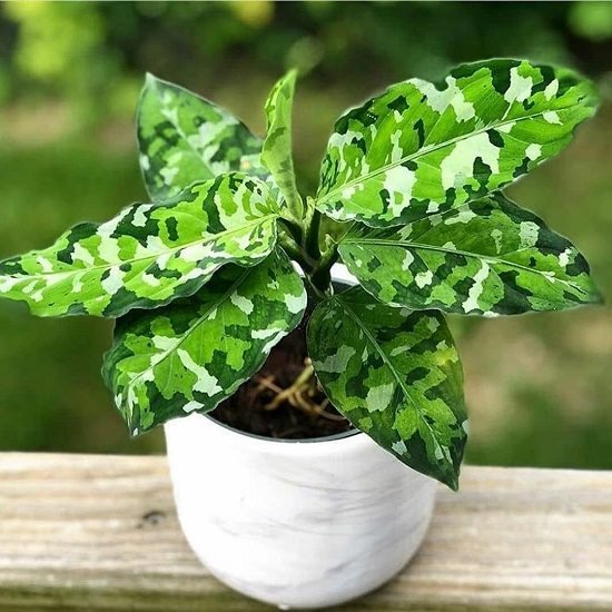 Beautiful Houseplants with Patterns 2