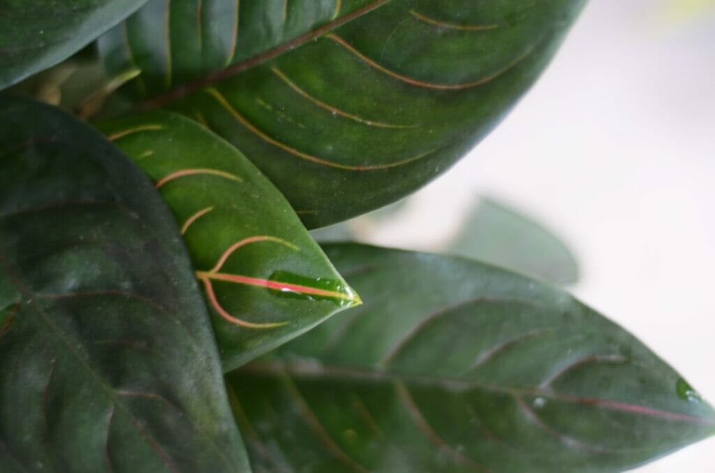 Aglaonema rotundum tiger