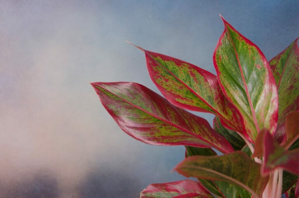 Aglaonema widuri (Red Peacock)