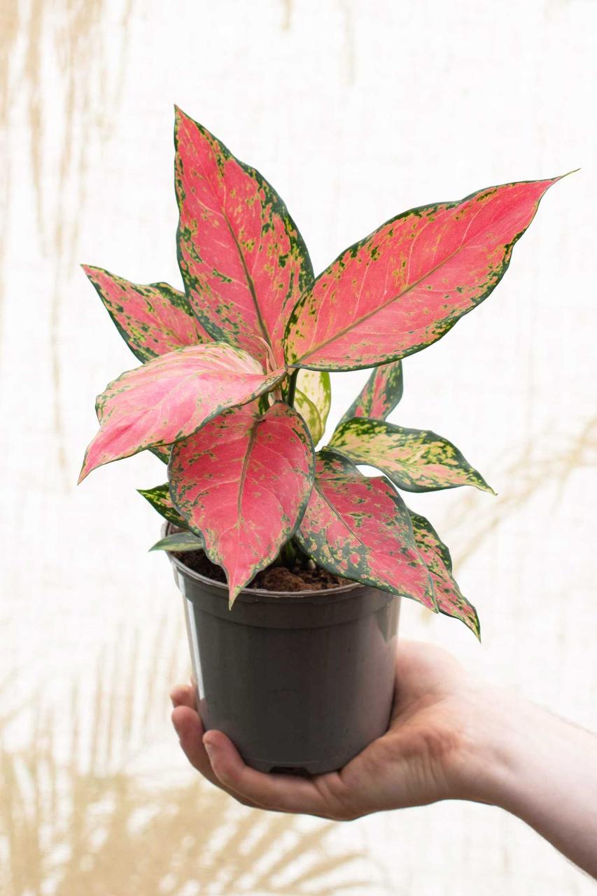 Chinese Evergreen | Aglaonema 'Cherry Baby' - House Of Plants