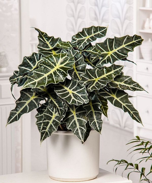 Alocasia 'Polly' 1