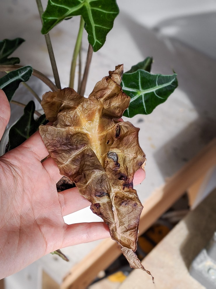 rotting alocasia polly leaf