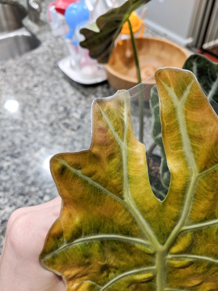 spider mite webbing on an alocasia polly plant