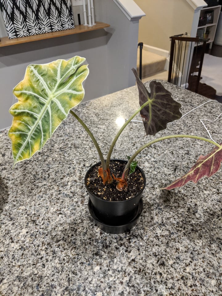 spider mite infestation on an alocasia polly plant