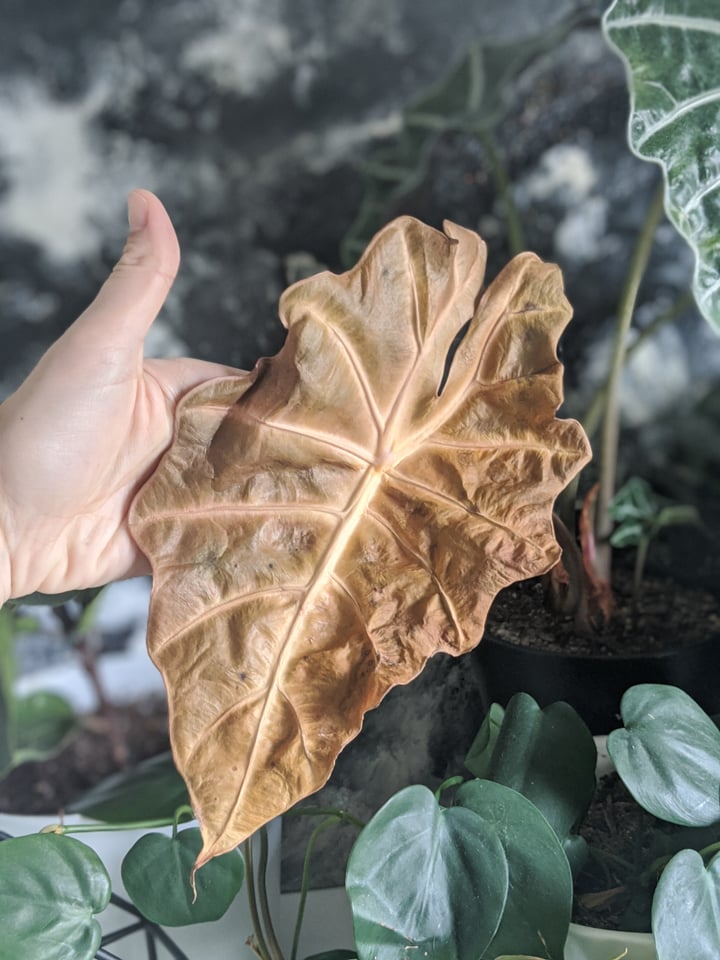 brown leaf on an alocasia polly
