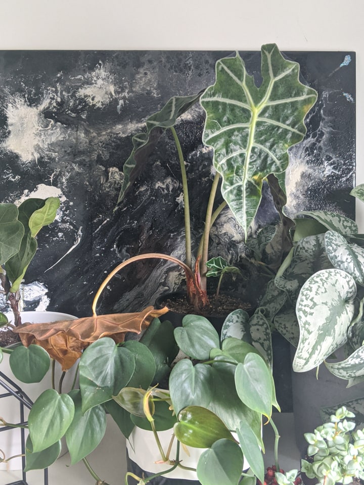 dying alocasia polly plant
