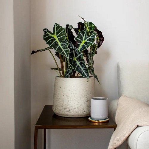 Cold Tolerant Indoor Plants 15