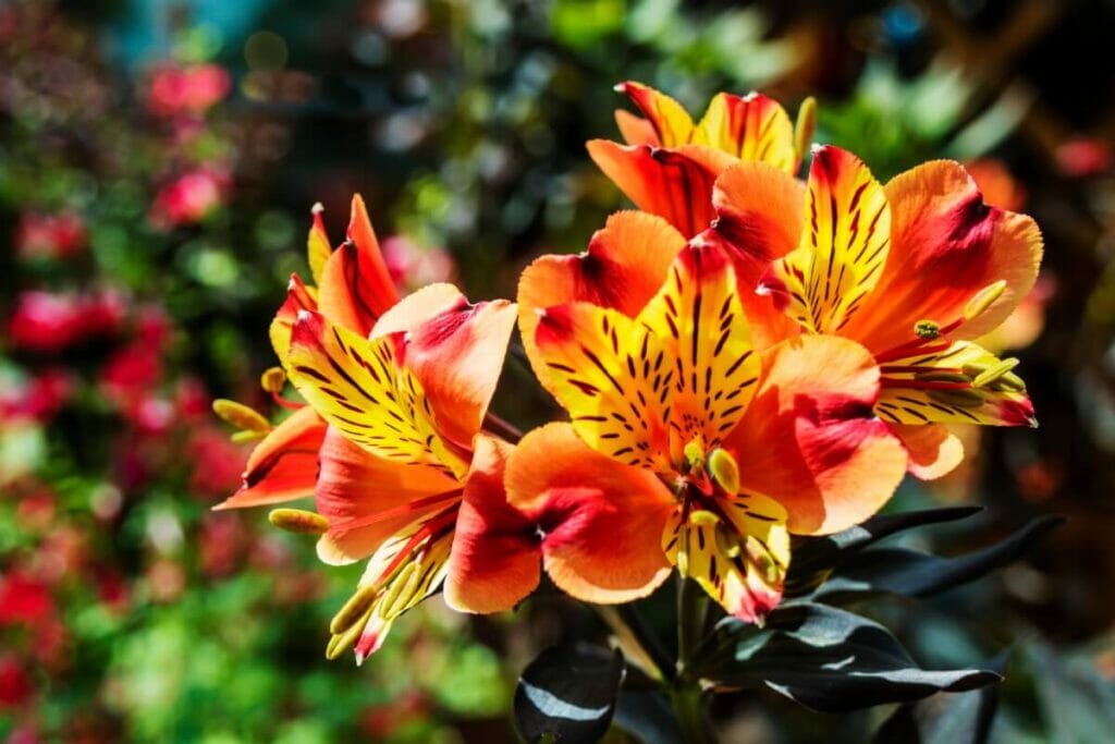 Alstroemeria