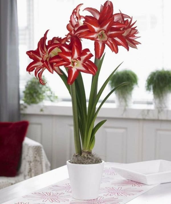 amaryllis