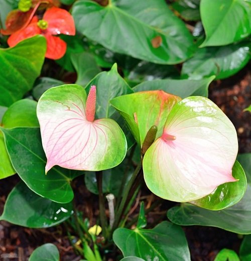 Best White Anthurium Varieties 12