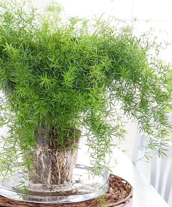 asparagus fern