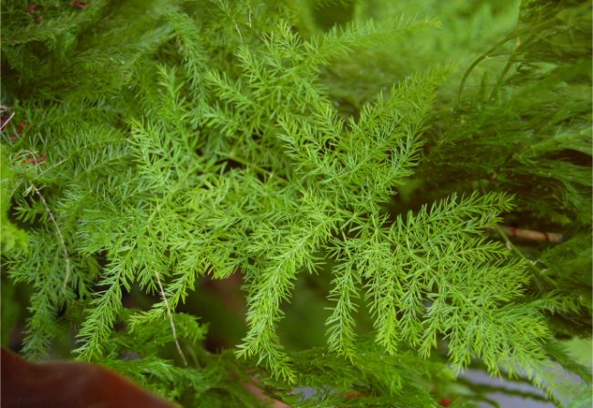 asparagus fern