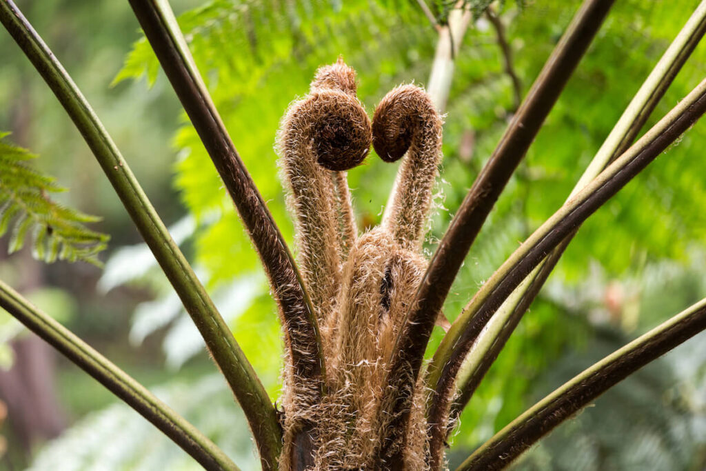 Australian tree fern , Cyathea cooperi