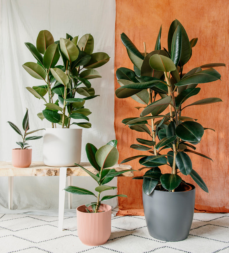 Rubber Plant (Ficus Elastica Robusta) | Beards & Daisies