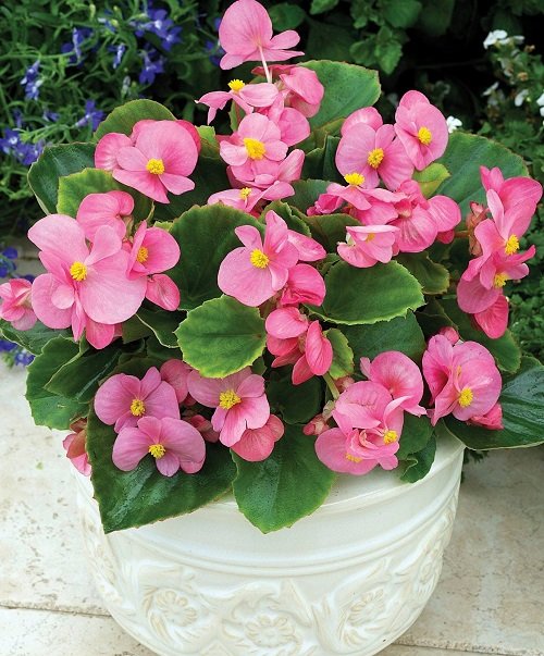 The best varieties of pink begonia 32