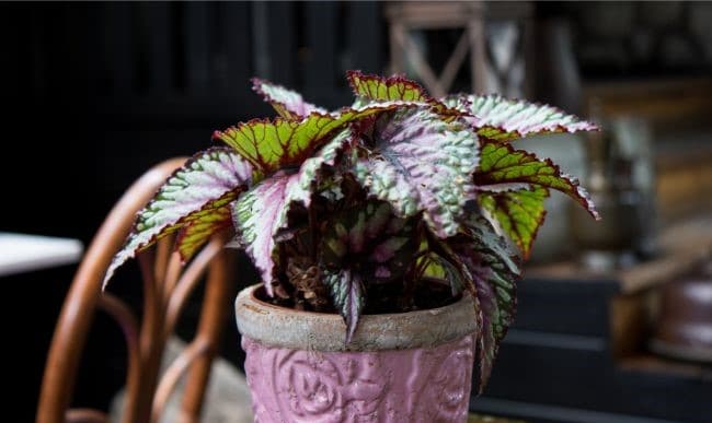 begonia rex small indoor plant