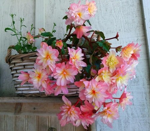 The best varieties of pink begonias 39