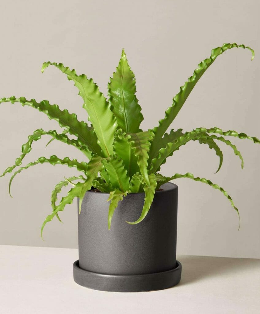 Birds Nest Fern at The Sill