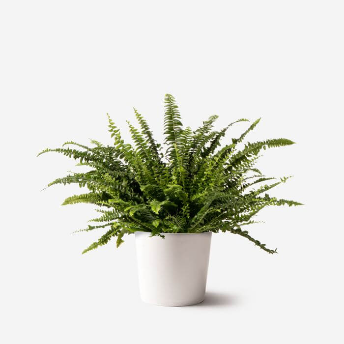 Boston Fern at FLOWERBX