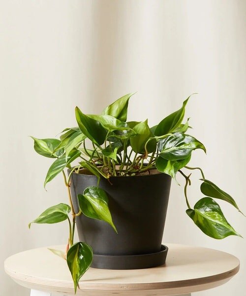 Houseplants that Look Like Pothos 4