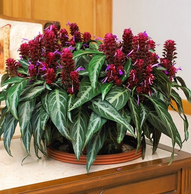 Most Beautiful Houseplants 45