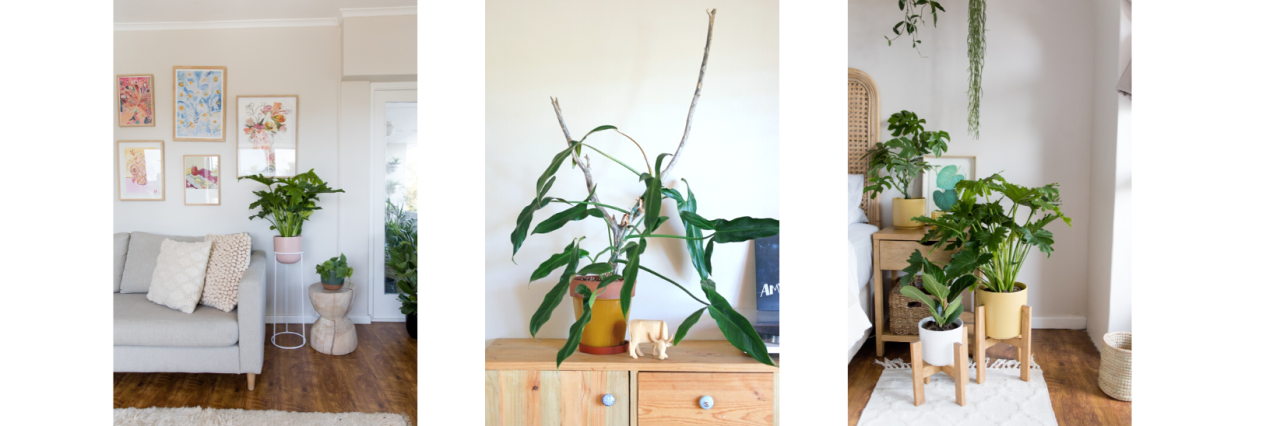 6 Creative Ways to Display Indoor Plants in Your Home