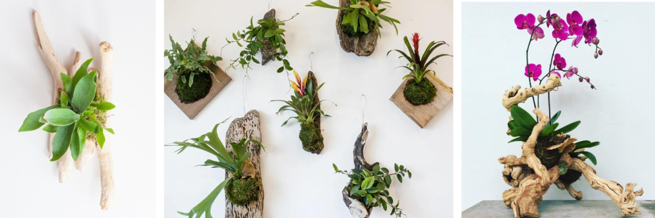 6 Creative Ways to Display Indoor Plants in Your Home