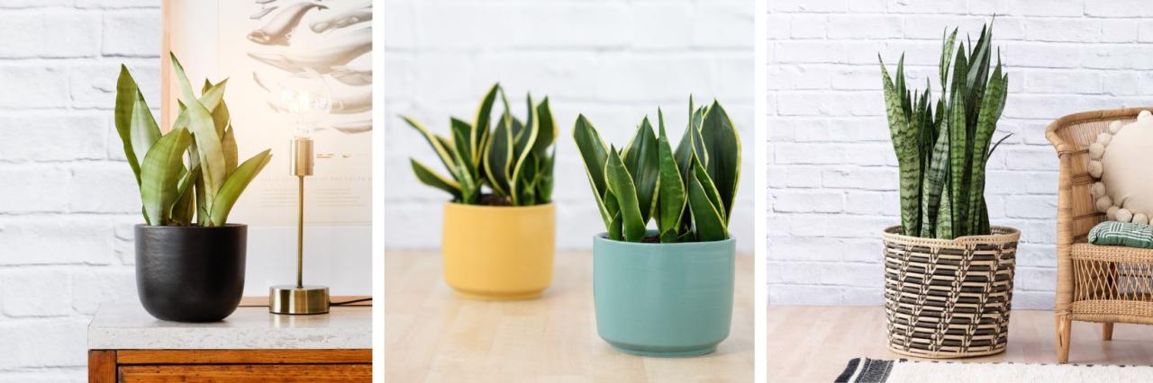 TOP 8 INDOOR PLANTS THAT ARE ALLERGY-SAFE