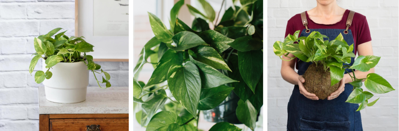 TOP 8 INDOOR PLANTS THAT ARE ALLERGY-SAFE