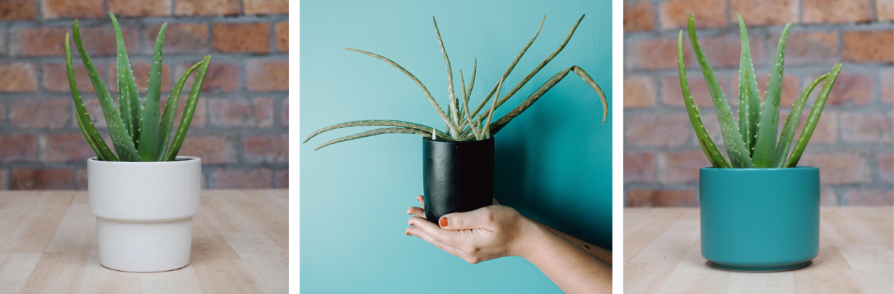 TOP 8 INDOOR PLANTS THAT ARE ALLERGY-SAFE