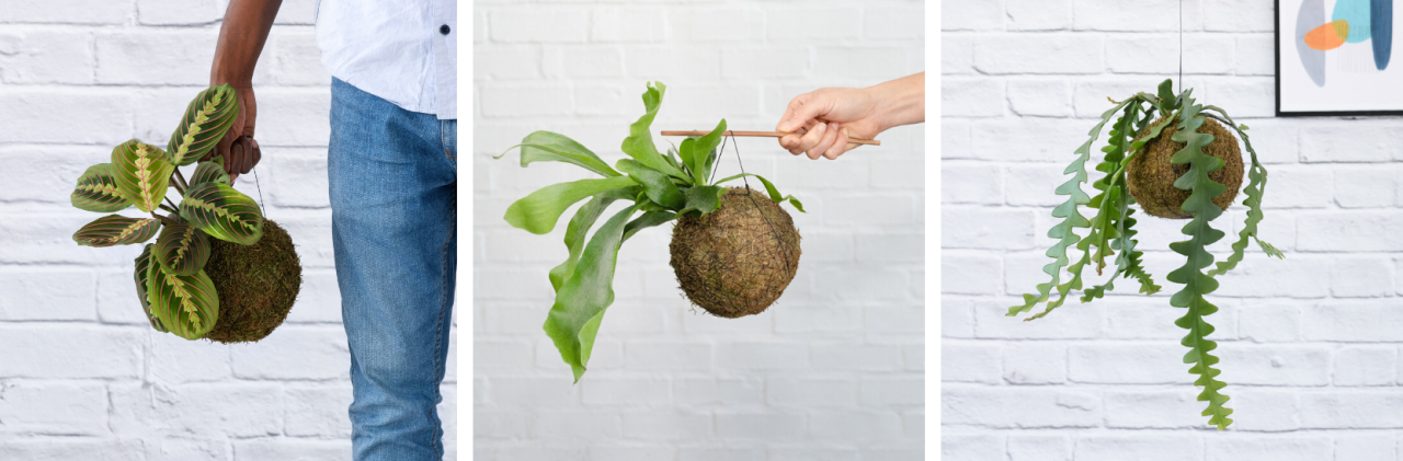 4 Creative ways to Hanging Houseplants