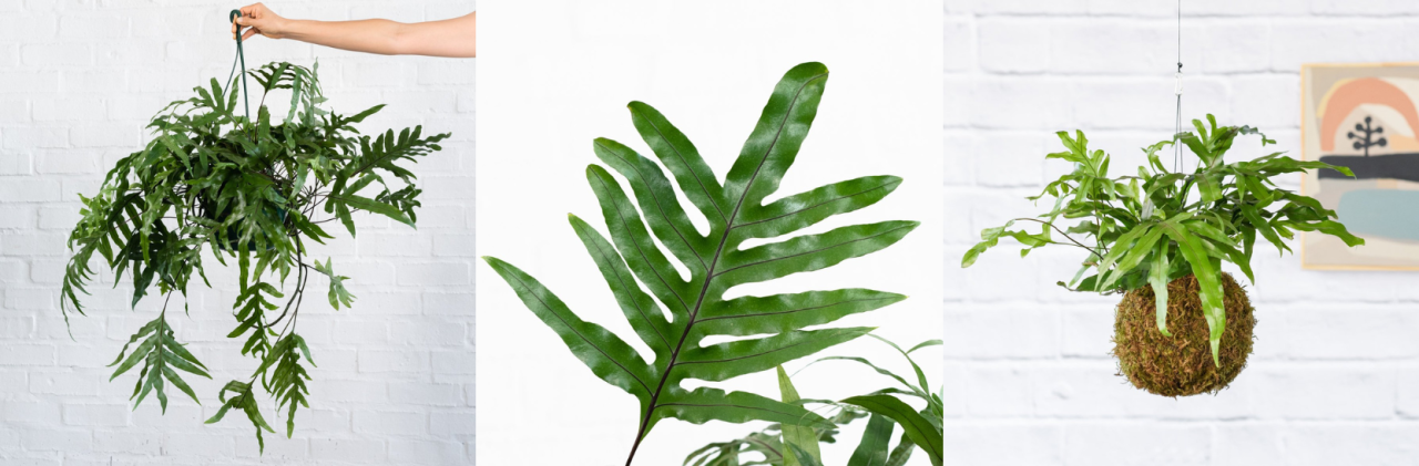 Fast Growing Indoor Plants - Kangaroo Fern