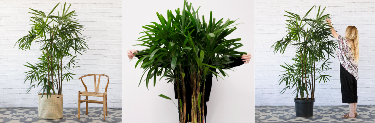 20 Fast Growing Plants - Broadleaf Lady Palm