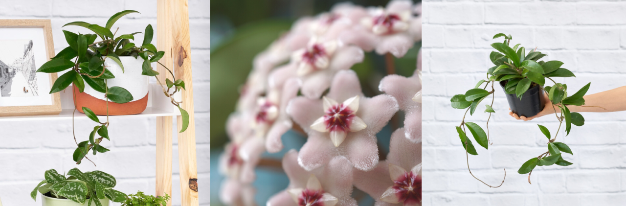 20 Fast Growing Plants - Hoya Carnosa