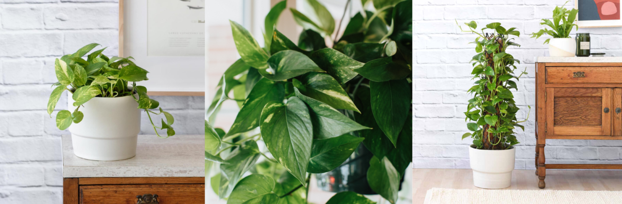 20 Fast Growing Plants - Golden Pothos