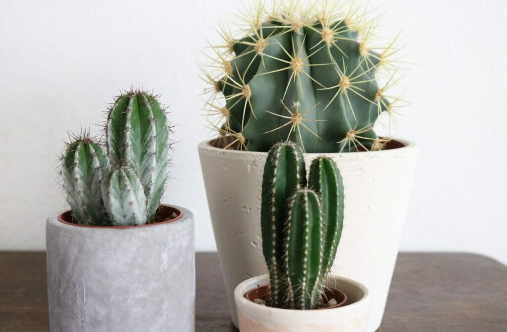 Cacti and Succulents