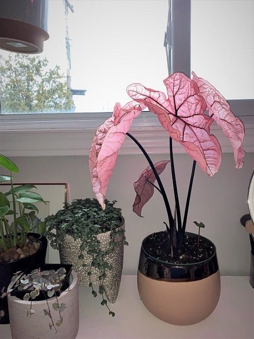 Pink Houseplants 18