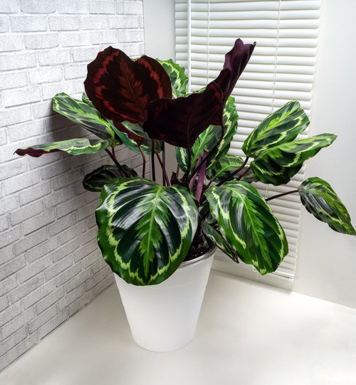 Most Beautiful Houseplants 2